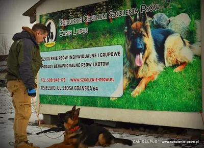 Szkolenie psów Bydgoszcz